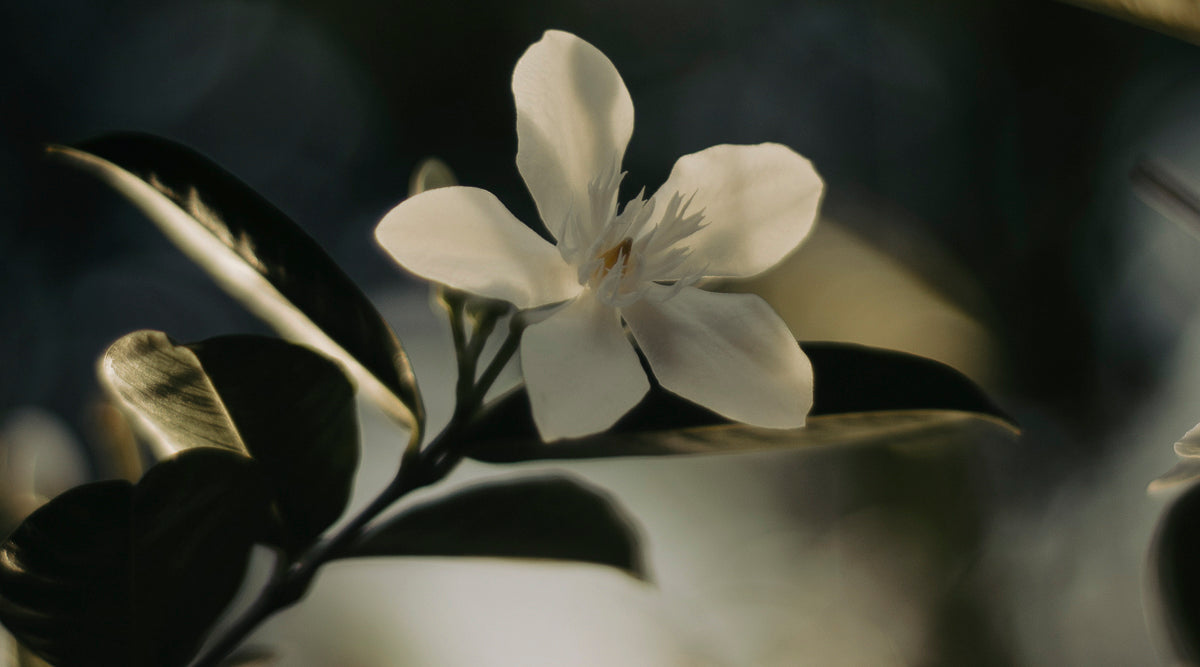 Jasmine close up. Photo credit: Harvey Tan Villarino